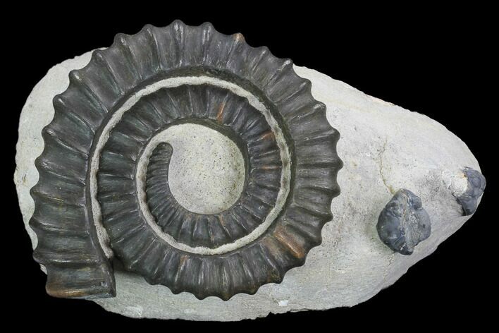Devonian Ammonite (Anetoceras) With Trilobite Heads - Morocco #99946